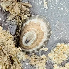 Shield Limpet thumbnail 1