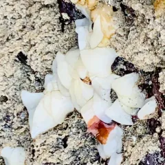 barnacle-eating dorid thumbnail 3
