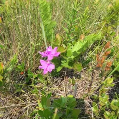Tuberous Grasspink thumbnail 2