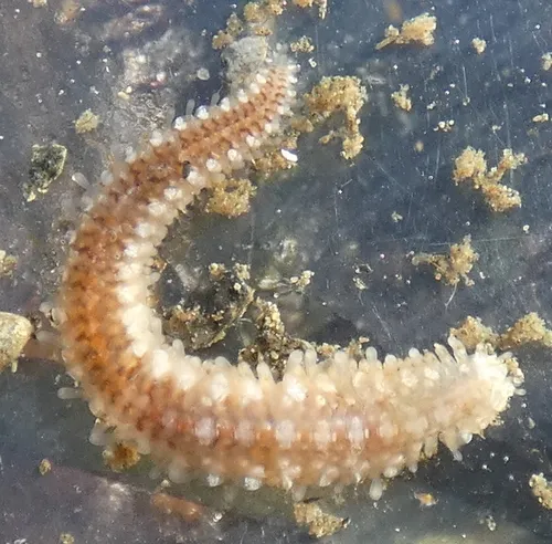 Frilled Commensal Scaleworm