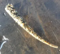 Cistenides brevicoma thumbnail 2