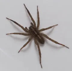 Ground wolf spider thumbnail 2