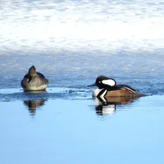 Hooded Merganser thumbnail 2