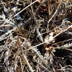 Showy Locoweed thumbnail 2