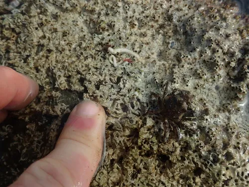 coralline fringed tubeworm