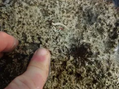 coralline fringed tubeworm thumbnail 1