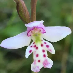 Small Round-leaved Orchid thumbnail 4