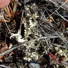Crinkled Snow Lichen thumbnail 2