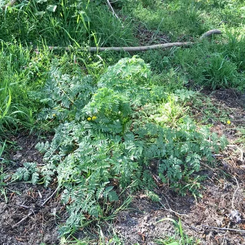 poison hemlock