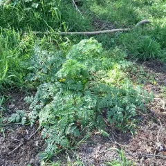 poison hemlock thumbnail 1