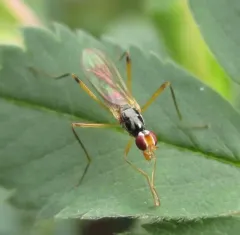 Cnodacophora nasoni thumbnail 2