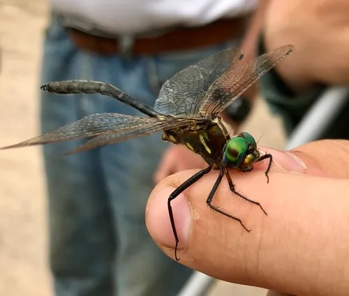Plains Emerald