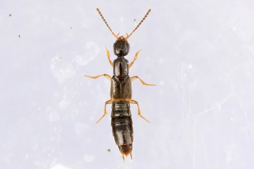 Neobisnius sobrinus