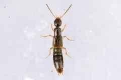 Neobisnius sobrinus thumbnail 1