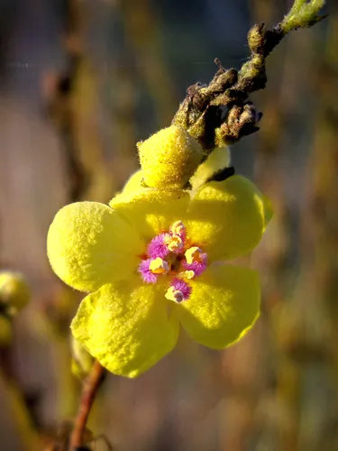 wavyleaf mullein