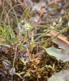 shining chickweed thumbnail 2