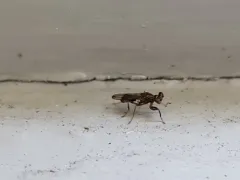 Sphyracephala brevicornis thumbnail 4