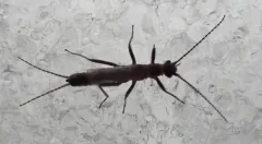 Boreal Snowfly thumbnail 2
