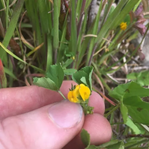 Spotted medick