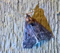 Hypena decorata thumbnail 2
