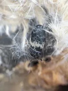 Dermestes fasciatus thumbnail 2