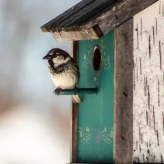 House Sparrow thumbnail 3