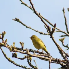 Orange-crowned Warbler thumbnail 2