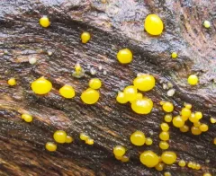 Yellow Hat Jelly thumbnail 2