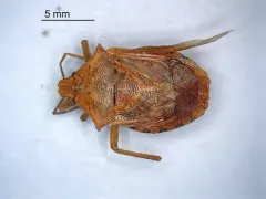 Apoecilus bracteatus thumbnail 4