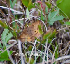 Yellow-washed Metarranthis Moth thumbnail 2