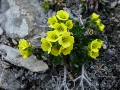 Flat-top Whitlow-grass thumbnail 3