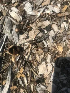 Psathyrella longicauda thumbnail 2