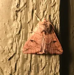 Indiscrete Cissusa Moth thumbnail 4