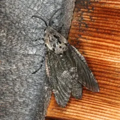 Carpenterworm Moth thumbnail 4