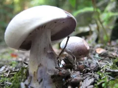Lepista graveolens thumbnail 3