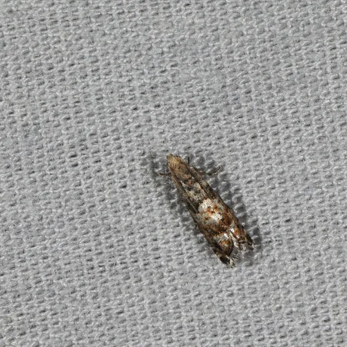 Epinotia normanana
