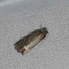 Eastern Pine Seedworm Moth thumbnail 2