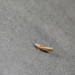 Argyresthia canadensis thumbnail 1