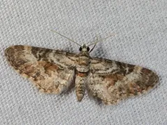 Eupithecia anticaria thumbnail 3