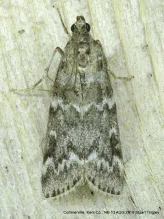 Evergreen Coneworm Moth thumbnail 4