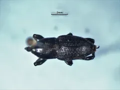 Timothy Billbug thumbnail 2