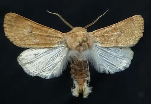 Euxoa siccata