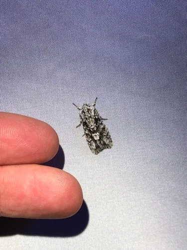 Mottled Oak Woodling Moth