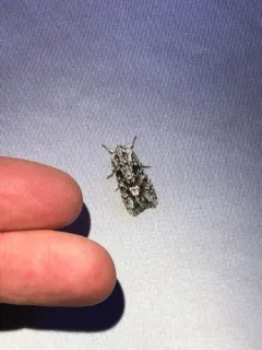 Mottled Oak Woodling Moth thumbnail 1