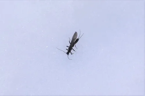 Cascades Snowfly