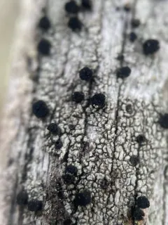 Cupped Soot Lichen thumbnail 2