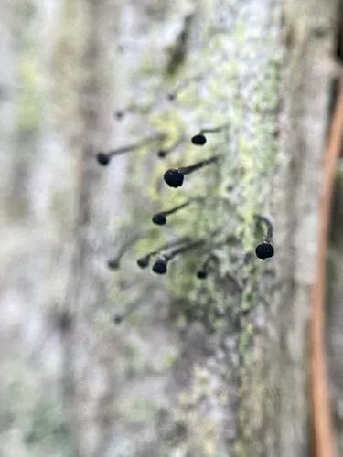 Green Stubble Lichen