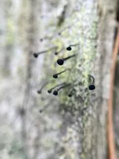 Green Stubble Lichen thumbnail 1