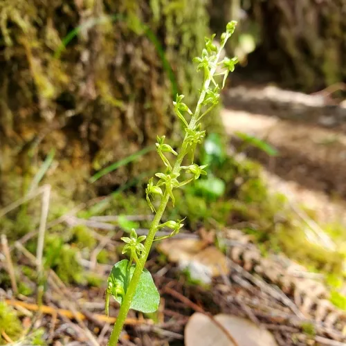 Heartleaf Twayblade
