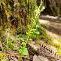 Heartleaf Twayblade thumbnail 1